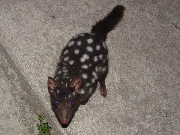 Eastern Quoll | Dasyurus viverrinus photo