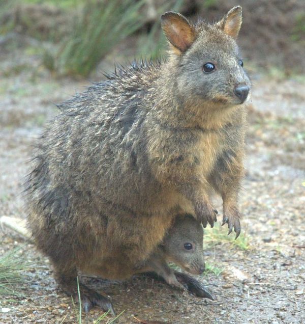 Tasmanian Pademelon | Thylogale billardierii photo