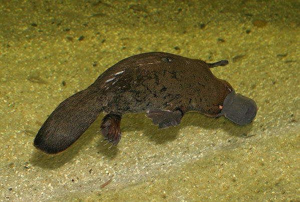 Platypus | Ornithorhynchus anatinus photo