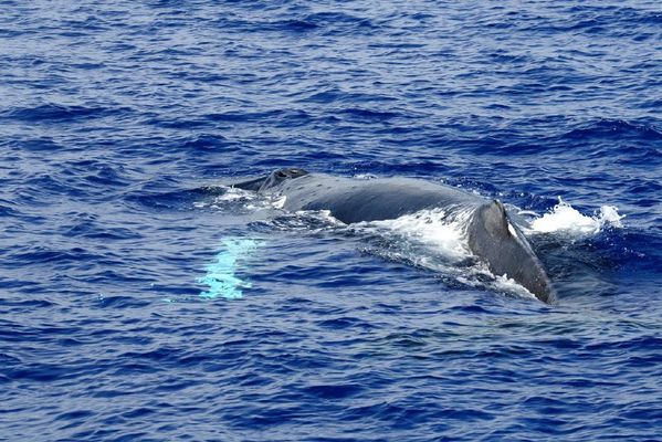 Humpback Whale | Megaptera novaeangliae photo