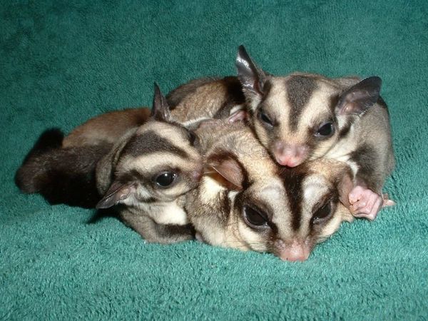 Sugar Glider | Petaurus breviceps photo