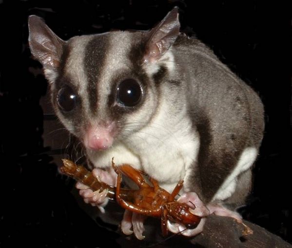 Sugar Glider | Petaurus breviceps photo