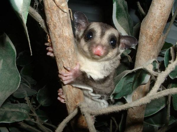 Sugar Glider | Petaurus breviceps photo