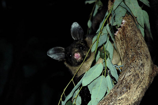 Yellow-bellied Glider | Petaurus australis photo