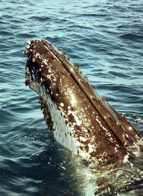 Humpback Whale | Megaptera novaeangliae photo