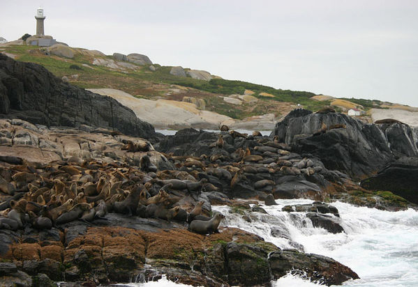 Australian Fur Seal Arctocephalus Pusillus Australian Fur Seal Arctocephalus Pusillus
