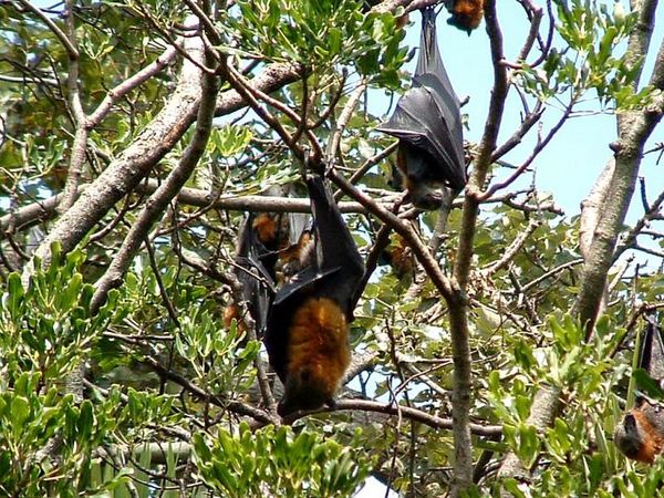 Grey-headed Flying-fox | Pteropus poliocephalus photo