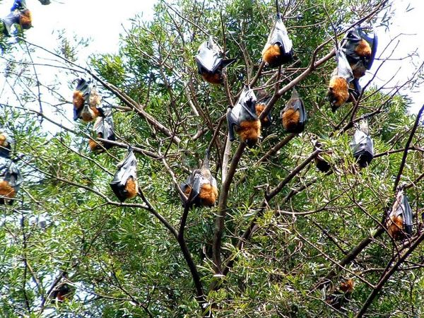 Grey-headed Flying-fox | Pteropus poliocephalus photo