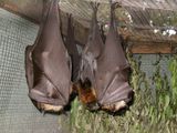 Grey-headed Flying-fox