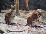 Parma Wallaby