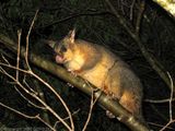 Common Brushtail Possum