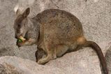 Allied Rock Wallaby