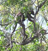 Bennett's Tree-kangaroo