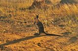 Bridled Nailtail Wallaby