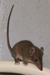 Brown Antechinus