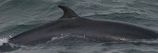 Dwarf Minke Whale