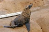 New Zealand Fur Seal