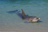 Bottlenose Dolphin