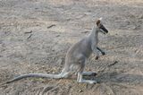 Whiptail Wallaby