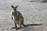 Swamp Wallaby