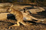 Eastern Grey Kangaroo