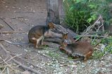 Red-legged Pademelon