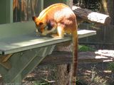 Goodfellow's Tree-kangaroo