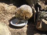 Short-beaked Echidna