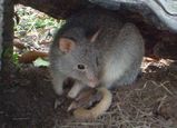 Rufous bettong