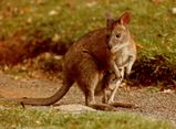 Red-necked Pademelon