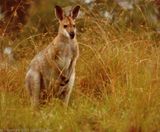 Red-necked Wallaby