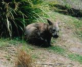 Southern Hairy-nosed Wombat