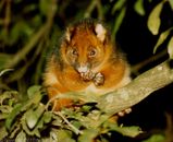 Common Ringtail Possum