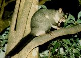 Mountain Brushtail Possum