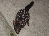 Eastern Quoll