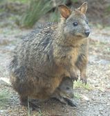 Tasmanian Pademelon