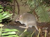 Tasmanian Bettong