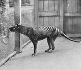 Tasmanian Tiger (Thylacine)