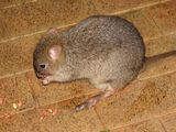 Brush-tailed Bettong