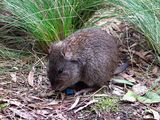 Long-nosed Potoroo