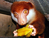 Black-spotted Cuscus