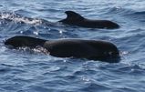 Short-finned Pilot Whale