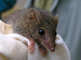 Agile Antechinus