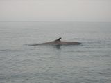 Fin Whale