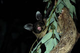 Yellow-bellied Glider