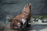 Australian Fur Seal