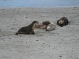 Australian Sea Lion