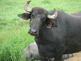 Water Buffalo