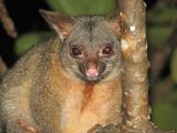 Northern Brushtail Possum