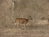 Chital